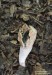 rozpuklec hruškovitý (Houby), Phallogaster saccatus (Fungi)